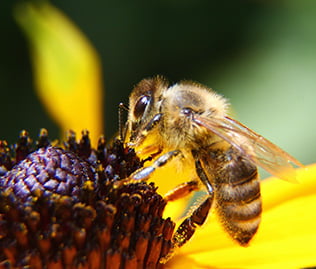 Biene saugt Nektar sinnbildlich für Bienenstich-Parapic