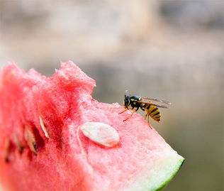 Wespe auf Melone sinnbildlich für Wespenstich-Parapic