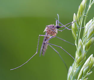 Mücke auf Pflanze sinnbildlich für Mückenstiche- Parapic