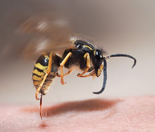 Wespe mit Stachel sinnbildlich für Wespenstich-Parapic