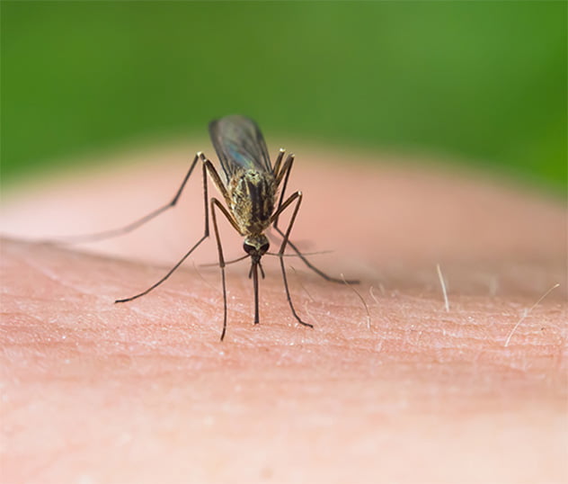 Mücke auf Haut sinnbildlich für Insektenstiche-Parapic